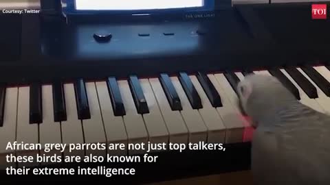Amazing! African grey parrot plays tune on piano | good vibes