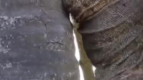 "Epic Snake Feeding Time – A Must-See in the Wild!"