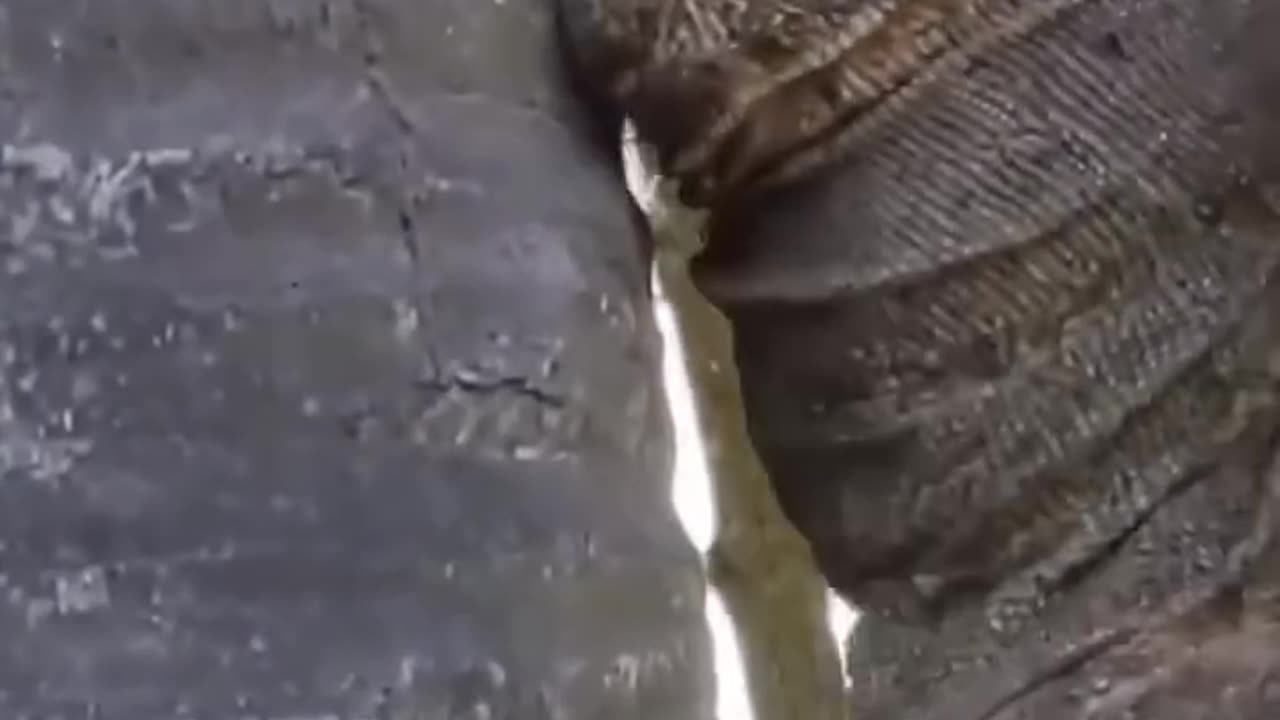 "Epic Snake Feeding Time – A Must-See in the Wild!"