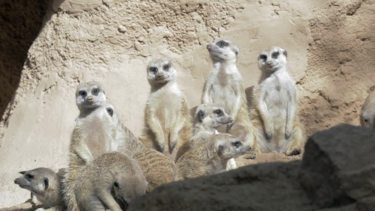 Bottom view of Meerkat (Suricata suricatta) huge group in zoo, Valencia, Spain