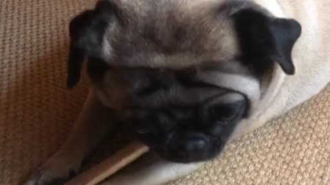 Melon the Pug chews a bone bigger then her body