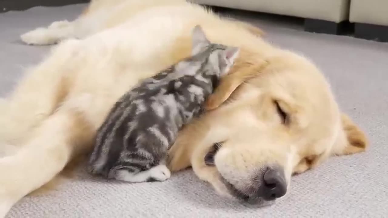 Baby Cat & Dog Sleeping