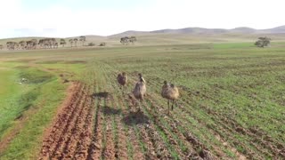 Mustering Emus with a Drone