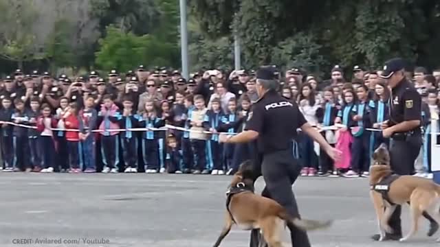 15 Best Trained & Disciplined Dogs in The World!