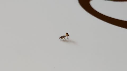 a hard-looking fruit fly