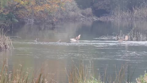 Swimming deer at Charlecote