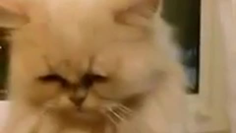 poor cat crying