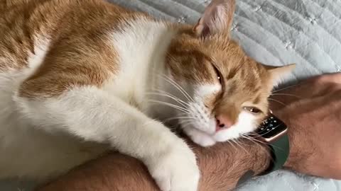 Aww moment with my cat