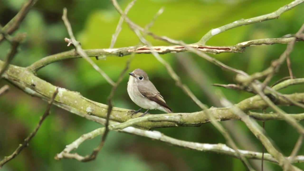 Tiny Flycatcher on a branch