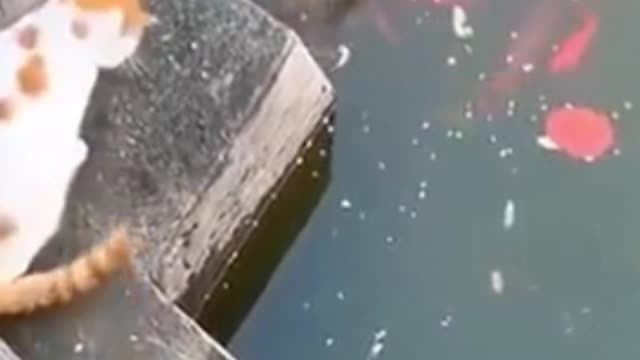 Two Cats' Hilarious Reaction when Looking at the Fish