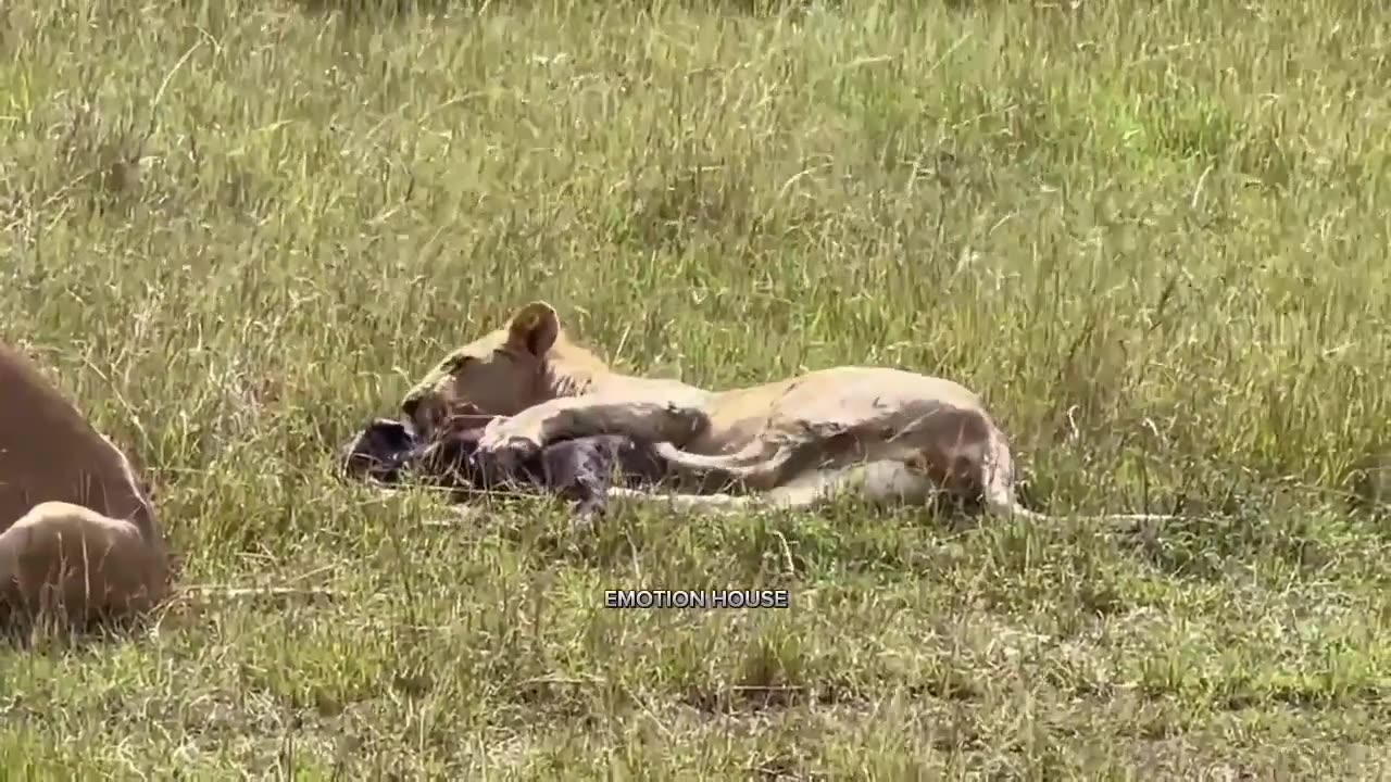 A mother buffalo 🐃 how to fight for her child.