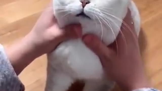 Most satisfying cat video ever