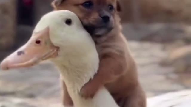 Rarest love & affection between puppy and duck