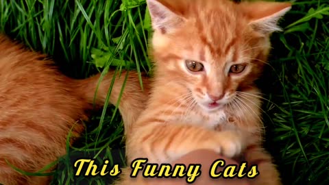 Cats Funny Animals Video
