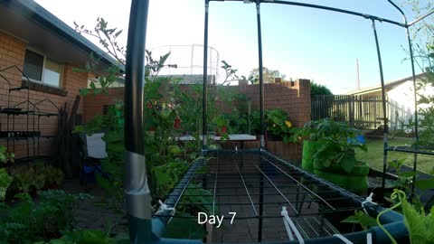 Cucumber climbs into view in time lapse view from patio frame.