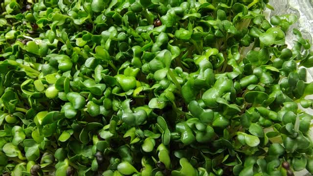 Field of green's