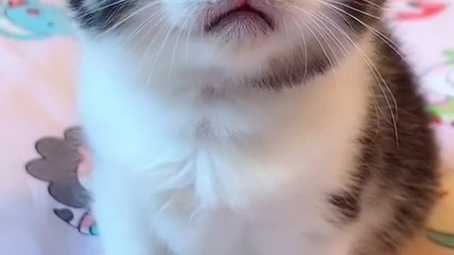 Meow! Let me out of Here!