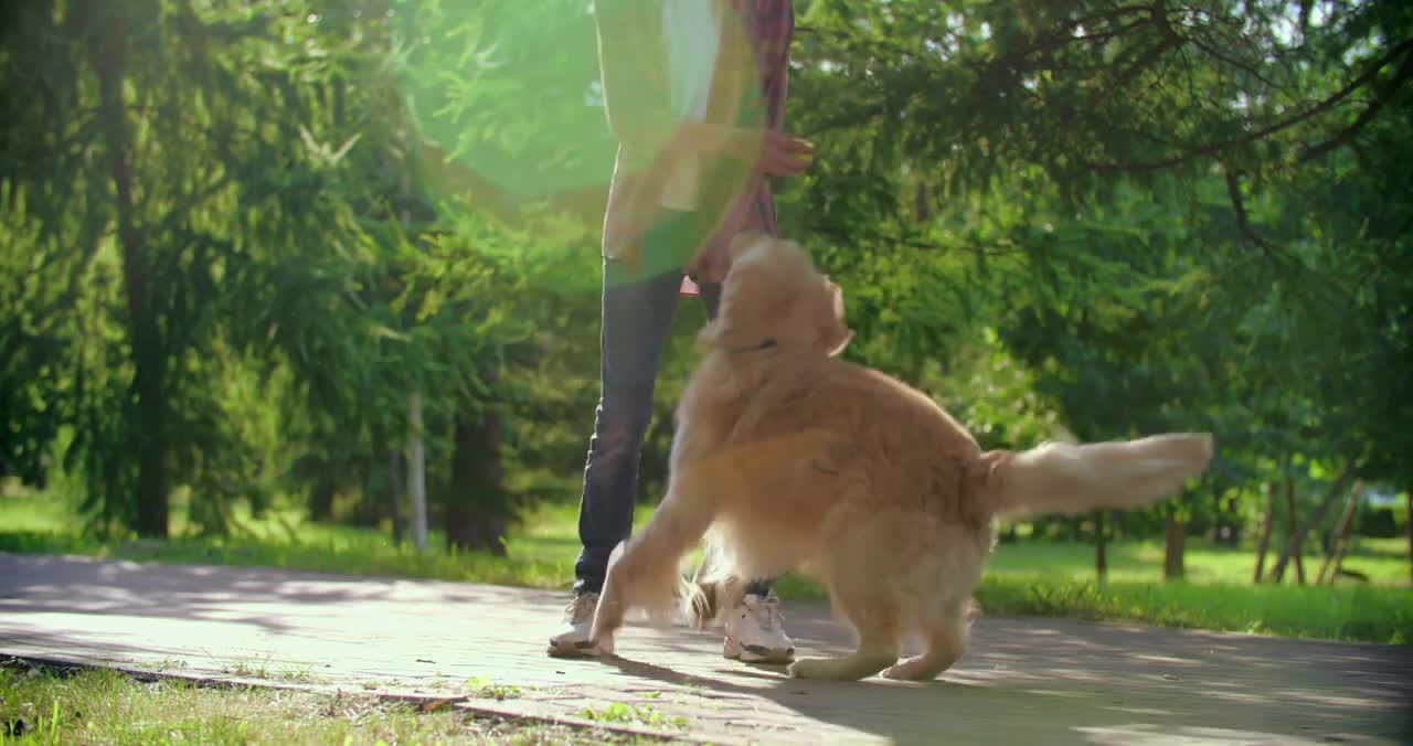 Dog Playing With Ball In The Forest With Her Owner In Amazing Way