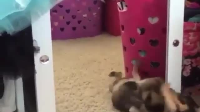 Funny moment with dog!!!