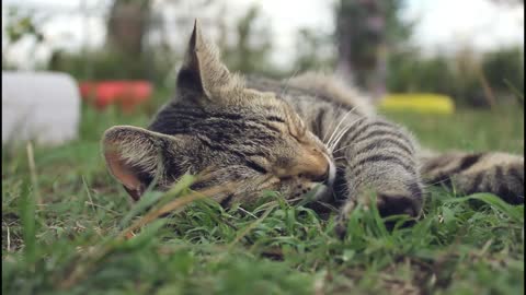 sleepy cat enjoying time