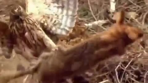 Raptor chasing a hare!