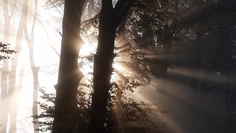 Trees Light Forest Landscape Nature Mood Sunlight HQ