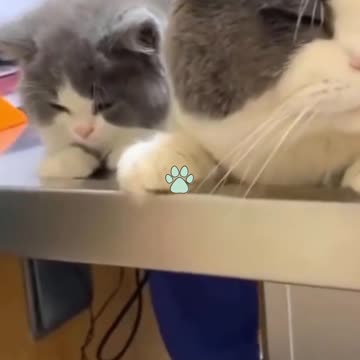 Adorable BEST 2021 cats and dogs ! Messing