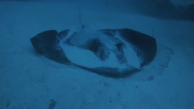 Sting Ray Standoff