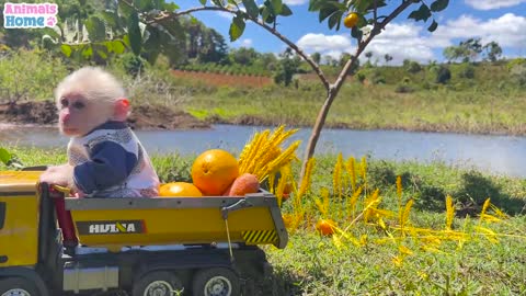 Farmer Obi harvests wheat to cook rice