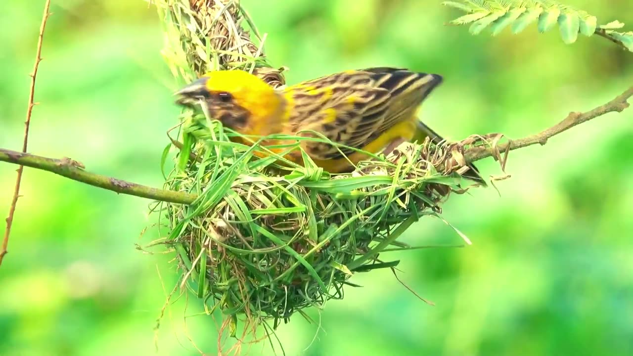 Best Beautiful Bird Sounds Nature Relaxation 4K UHD 60fps #017