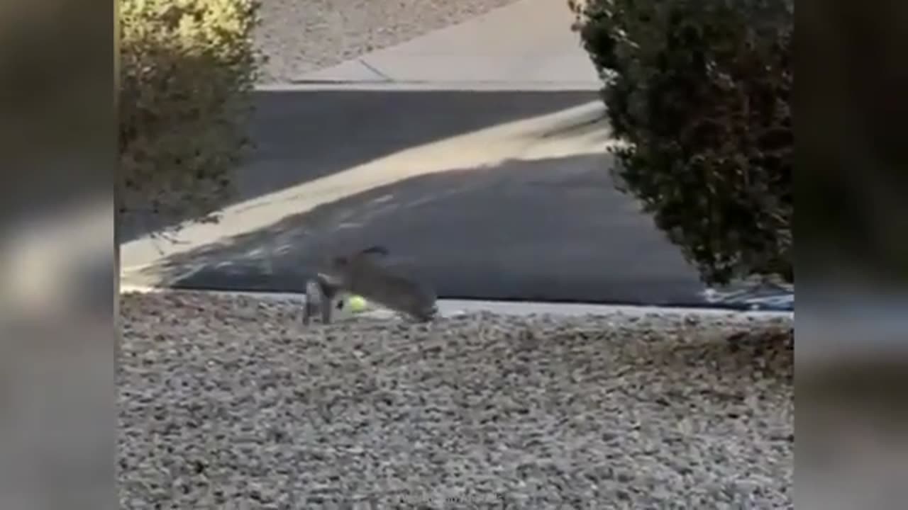 Funny animal videos animal video funny video funny video funny