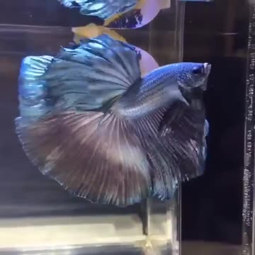 Best fish neutral world art homes