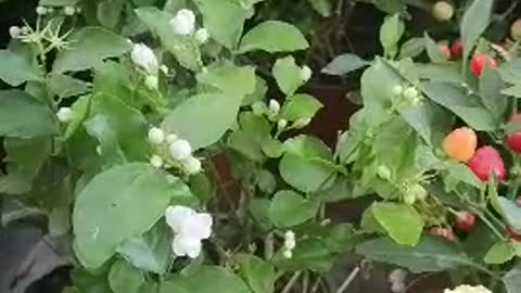 very bright flowers