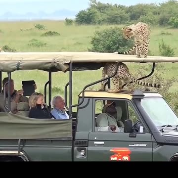 SAFARI THRILLS