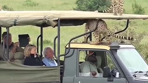 SAFARI THRILLS