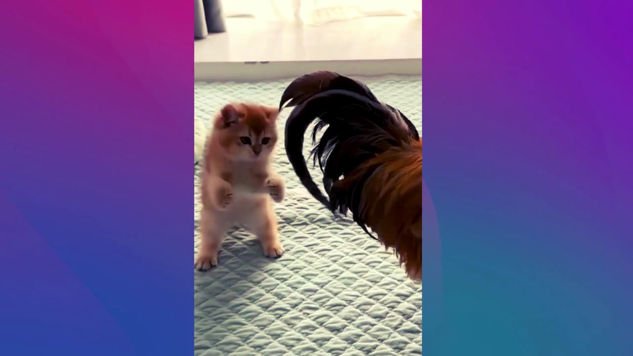 The Kitten's Reaction To The Roaster Is Hilarious And Cute