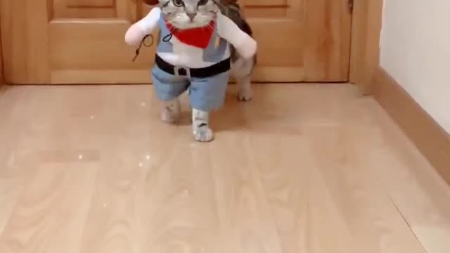 Handsome kitten