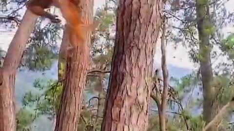 Best Funny Monkey Videos, #34 Cute Baby Monkey, Monkey Happy Family,