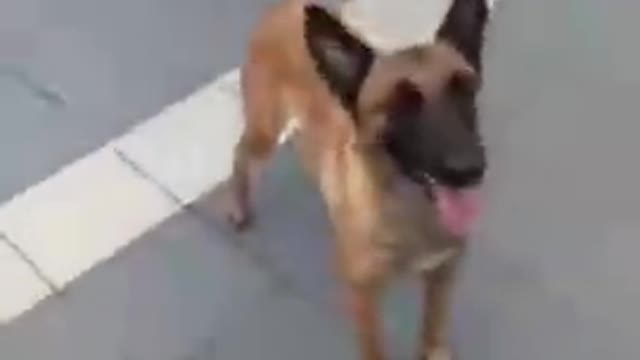 Basic Training for Dogs_batch