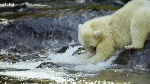 mother bear 🐻 teaches cubs to fish 🐟