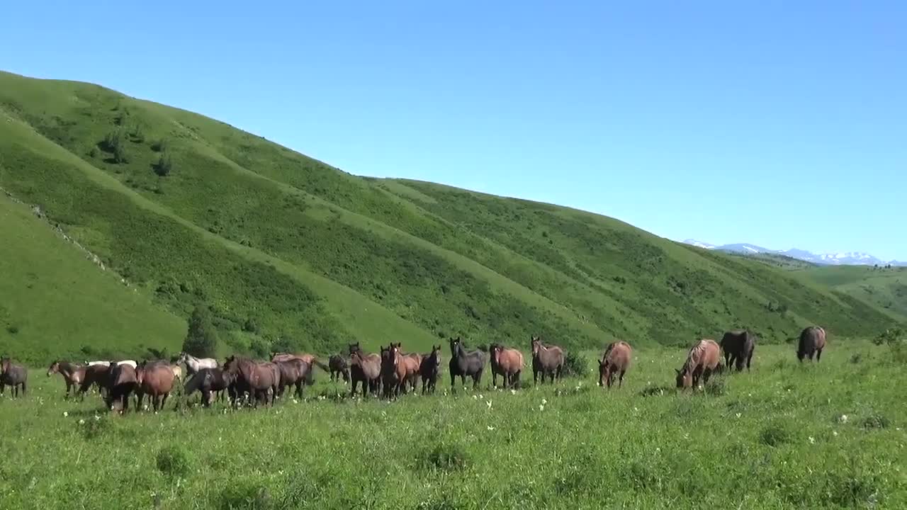 Altai. Horses. Nature