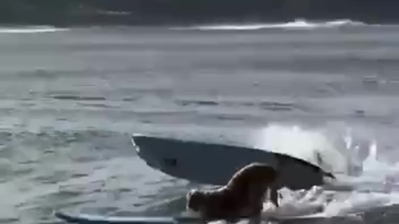 Water surfing professional