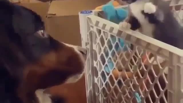 Pet fights