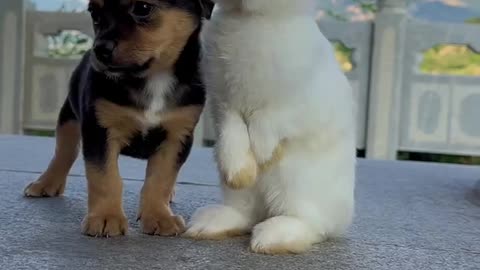 Puppy And Rabbit Friendship