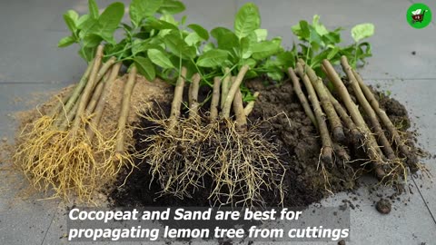 🌿Do you know_ Which Soil is best for growing lemon trees from cuttings🤔