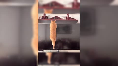 I can't stand such cats, can you?