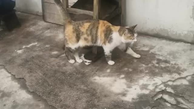 kitten