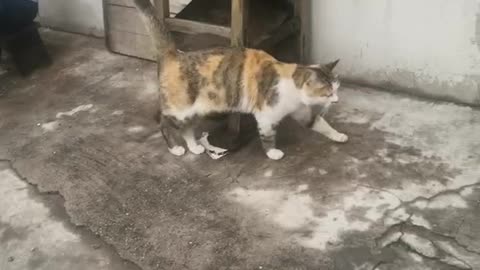 kitten