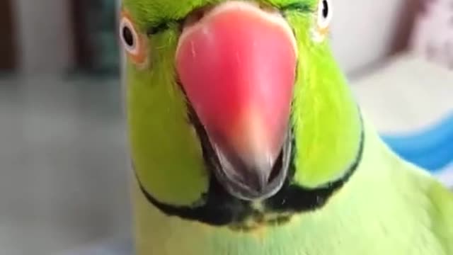 parrot birds taking #shorts