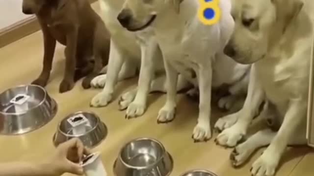 🔥Funniest Dogs Videos - 🔥Best Funny Animal Videos 2022🔥